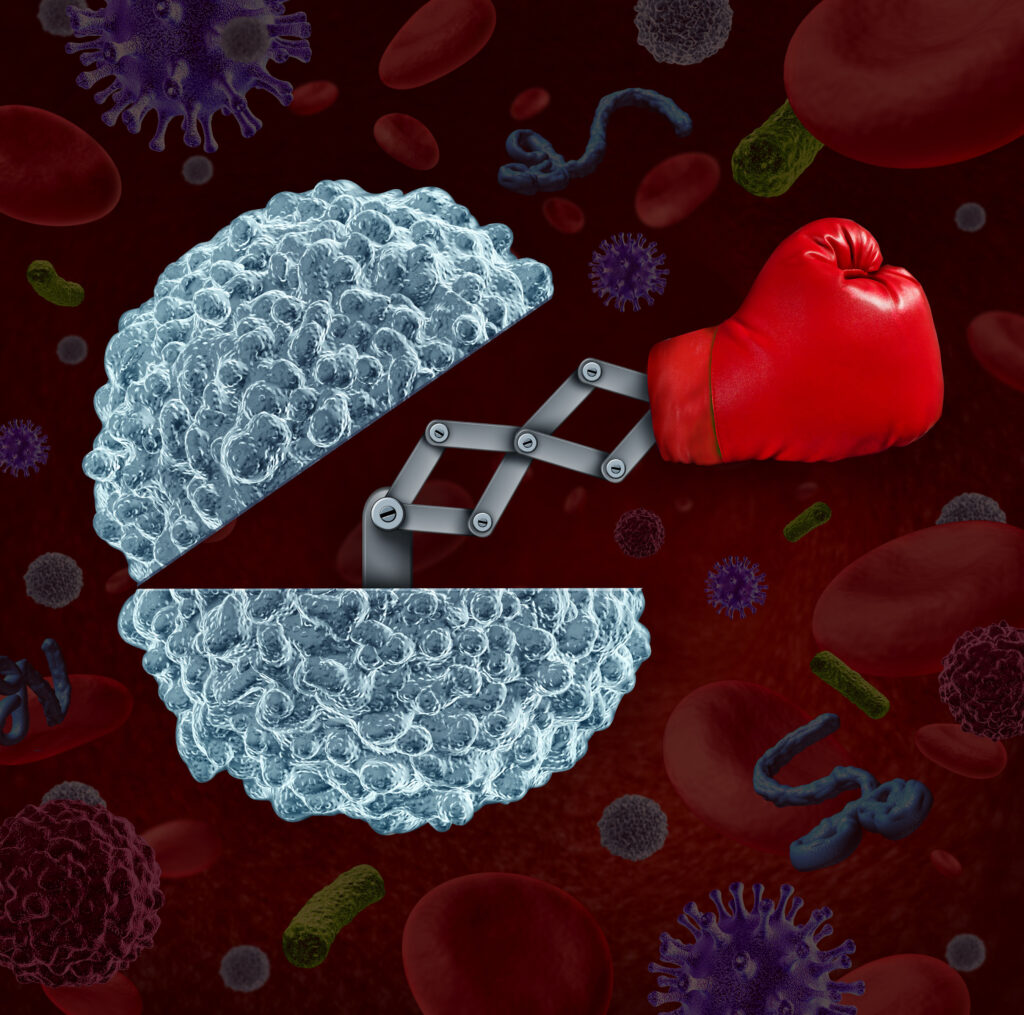 Immune system concept as an open white blood cell with a boxing glove emerging as a health care metaphor for fighting disease and infection through the natural defense of the human body.